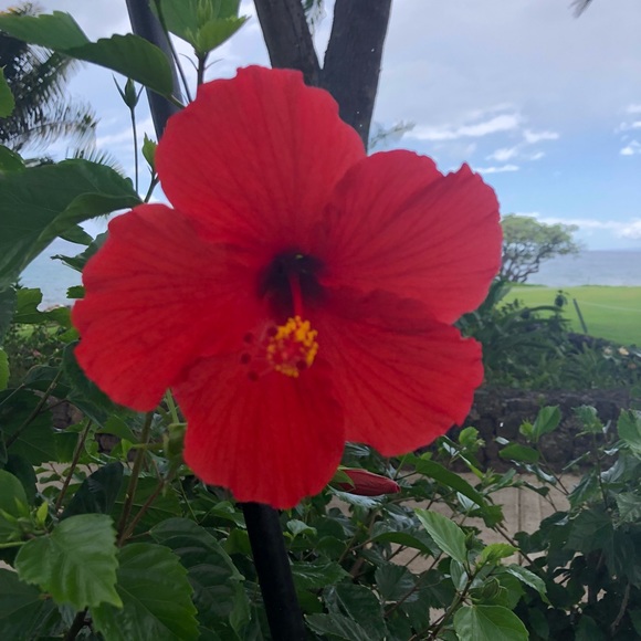 Meet your Posher, Ashley - Picture 1 of 1